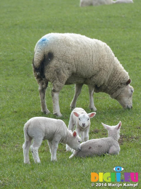 FZ003643 Lambs with Ewe in the grass